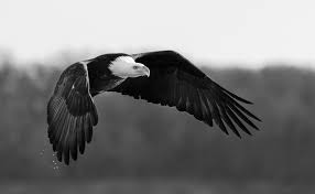 Black And White Eagle Powerful Eagle Black And White Eagle Eagle Images Eagles