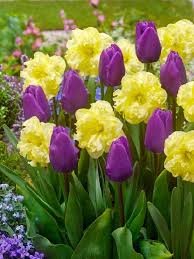 6 Purple Yellow Tulip Daffodil Bulbs Mix Spring Flower Garden Hardy Perennial Garden Flower Sun Shad Spring Garden Flowers Bulb Flowers Flower Landscape