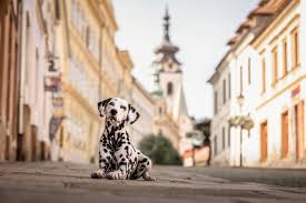 Image result for dalmatin