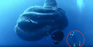 Sunfish frequently get snagged in drift gill nets and can. We Thought We D Seen The Biggest Sunfish But This One Proved Us Wrong Oceans Earth Touch News
