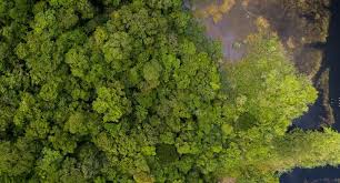 În spatele marelui zid vietnam. Una Dintre Cele Mai Mari PÄƒduri Tropicale Din Lume Este ProtejatÄƒ
