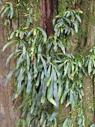 Image result for Vittaria