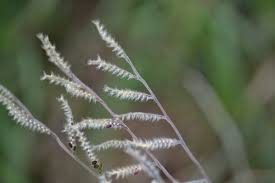 Image result for Eriochloa macclounii