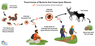 Image result for infected tick bite