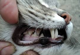 Comment éviter ce tant redouté mal de dent ? Chat Quand L Extraction Des Dents Devient Inevitable