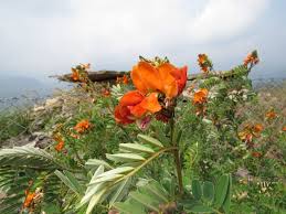 Image result for Tephrosia polystachya