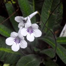 Image result for Streptocarpus kamerunensis