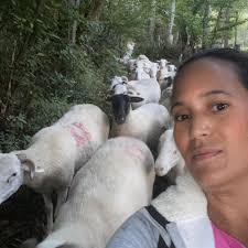 WELSH CORGI Pembroke : Les joyaux de la reine du roc del fouich