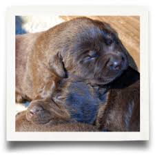 Thank you for visiting sterling labs. Pslra Breeder Directory Puget Sound Labrador Retriever Association