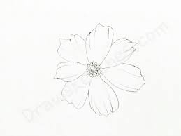 9 easy ways to draw a flower wikihow article summaryx to draw a flower start by drawing a small circle in the center of a piece of paper then draw 5 petals coming off. Cosmos Flower Drawing At Paintingvalley Com Explore Collection Of Cosmos Flower Drawing