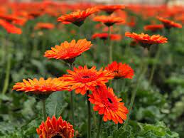 Summer Is Officially Here And The Greenhouses Are Just Full Of Gerberas We Can T Get Enough Of Them Cagrownflowermonth Kbfar Gerbera Daisy Gerberas Gerbera