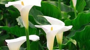 En hiver, il se peut que votre chien ait besoin de plus de calories et de protéines afin de réguler sa température. Arum Plantation Entretien Cote Maison