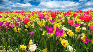 Title in spring composer schubert, franz: Fruhlingsfreude Elkes Kindergeschichten