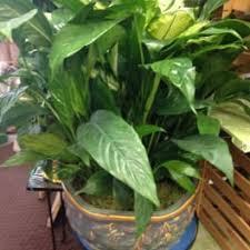 Maybe you would like to learn more about one of these? Get Well Flowers Delivery Mascoutah Flowers Balloons Etc