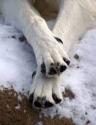 Wolf Paws By Onyxdogstudios On Deviantart Wolf Paw Wolf Photos Wolf Poses