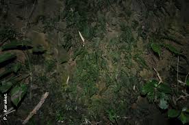 Image result for Vandenboschia gigantea