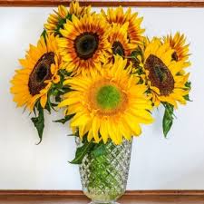 Bunga matahari adalah jenis bunga dengan bentuk yang besar dan warna kuning yang cerah menawan. Bunga Matahari Pilihan Pelbagai Sederhana Untuk Bunga Potong 135 Biji Helianthus Annuus Benih Garden Seeds Market Penghantaran Percuma