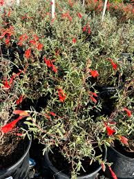Image result for Epilobium