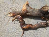 Image result for Cassia sieberiana