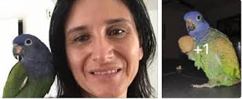 Missing turquoise opaline quaker parrot in St. Petersburg, FL