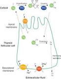 Image result for how is thyroid hormone produced and regulated crash course