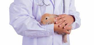 Read about them below and explore our expert. Pet N Sur Do You Have Pet Insurance For Your Rabbit