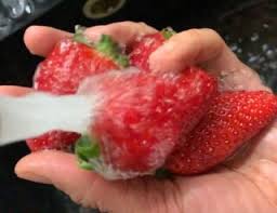 Come pulire le vongole dalla sabbia… o meglio come e quanto far spurgare le vongole, è la prima domanda che ci si pone di fronte alla rete di vongole. Come Pulire Le Fragole Dal Picciolo In Un Attimo Senza Sporcare