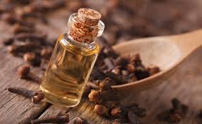 Pohon ini termasuk jenis cemara yang juga dikenal sebagai syzygium aromaticum. Khasiat Cengkeh Ini Yang Bikin Bangsa Eropa Mencari Maluku Beritabeta