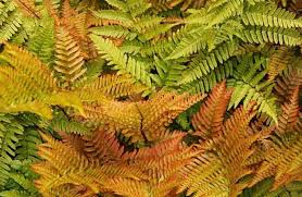 Image result for Dryopteris