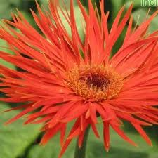 Image result for Gerbera jamesonii