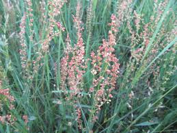 Image result for Rumex lanceolatus