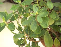 Image result for Peperomia abyssinica