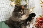 Tortoiseshell Persian Breed - Facts, Origin, History and ...