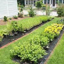 They buy them from huge wholesalers located in holland, spain and many of the eastern european countries. How To Sell Plants Online Hubpages