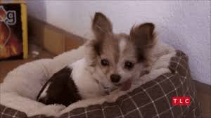 Check spelling or type a new query. Cute Dog Adorable Silly Tongue Kenny 90 Day Fiance 90dayfiance Kenneth 90 Day Fiance The Other Way The Other Way 90dayfiancetheoth 90 Day Fiance Cute Dogs Dogs