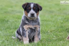 Because of their herding dog mentality, they can engage in barking regularly and have a high prey drive. Blue Heeler Puppies For Sale Near Me Online Shopping