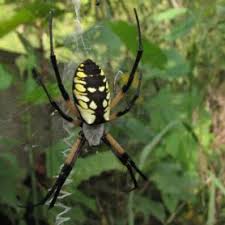 David dixon/photolibrary / getty images white moon gardens have long been the rage for night owls and mot. Argiope Aurantia Black And Yellow Garden Spider Spider Identification Pictures