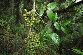 Image result for Gnetaceae