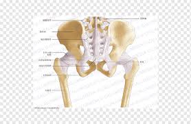 The hip bone has three parts: The Female Pelvis Anatomy Exercises Hip Bone Ligament Pelvic Angle Anatomy Human Body Png Pngwing