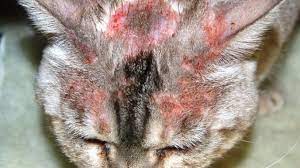 Cat Miliary Dermatitis Causes Symptoms Home Remedies Dogs Cats Pets