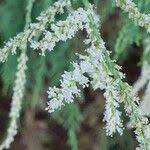 Image result for Suaeda monoica