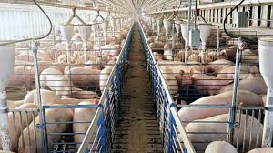 pig farms tales from woodys farm free business plan piggery project ...