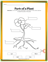 Plant Life Cycle Worksheets Free Printables For Kids Adanna Dill Plant Life Cycle Worksheet Plant Life Cycle Free Printable Worksheets