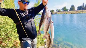 We did not find results for: Jerkbait Bank Fishing On The Sacramento River Catch Clean Cook The Best Striper Tacos Youtube