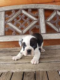 *prices are subject to change at the discretion of management. Puppies For Sale Near Cleveland Ohio All Star Family Pets