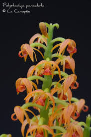 Image result for Polystachya epiphytica