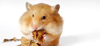 Wie Viel Darf Ein Goldhamster Wiegen