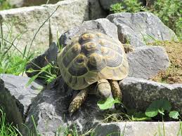 Die schildkrötenhaltung innerhalb der wohnung in einem terrarium bringt jedoch trotzdem einige probleme mit sich, die man berücksichtigen sollte. Schildkrotengehege Griechische Landschildkroten Artgerecht Halten In 2021 Schildkrotengehege Landschildkroten Schildkrote Gehege