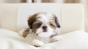 Adopt shih tzu dogs in colorado. Shih Tzu Puppies Cute Pictures And Facts Dogtime