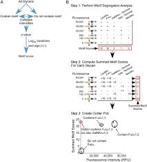 Oma A Flow Chart Depicting The Motif Segregation Method